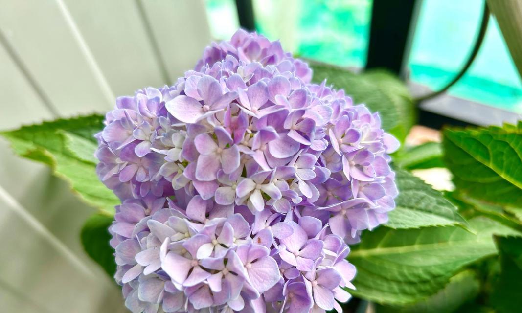 绣球花的家庭养护（轻松打造浪漫花园）