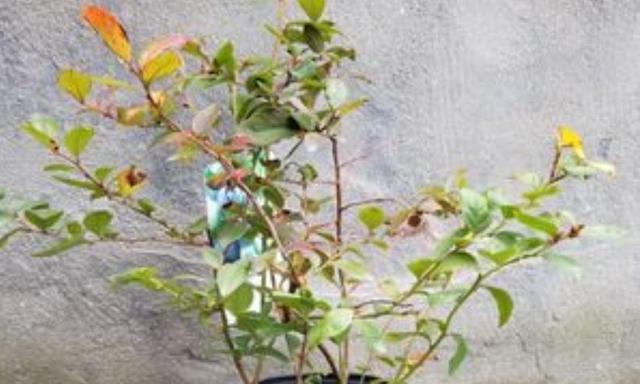 蓝莓树的生长环境及生长地方条件（适宜种植的地区和土壤类型）