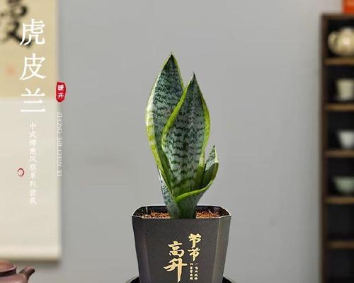 虎皮兰养护指南（轻松养活虎皮兰，打造温馨家居）