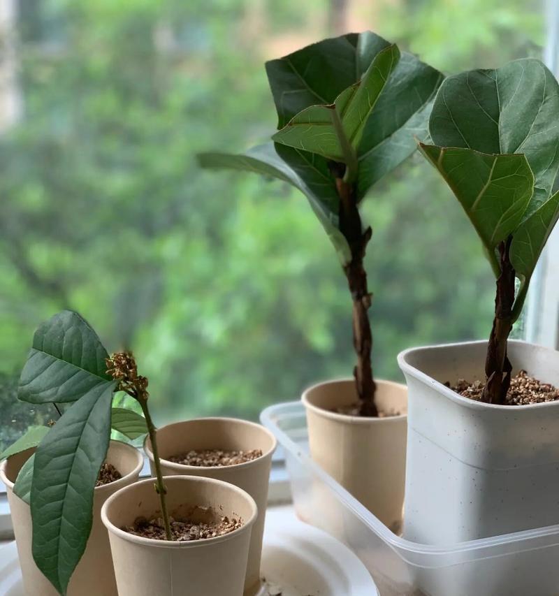 插枝繁殖琴叶榕：从插枝到成活
