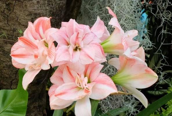 洋朱顶红的生长习性及开花时间（洋朱顶红一年开几次花，花期长短、喜光照和环境要求详解）