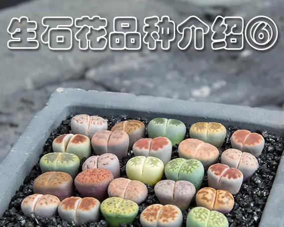 生石花开花时间及特点（多年生植物“生石花”的开花周期以及生长环境要求）