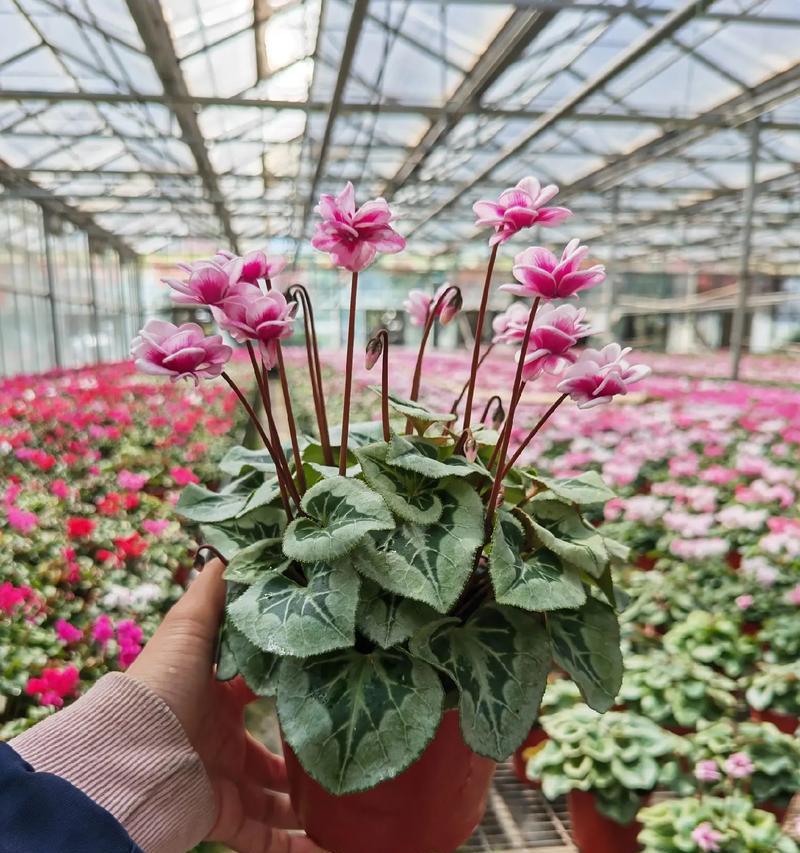仙客来真的四季开花吗？（揭开仙客来开花之谜，探究四季开花的真相）