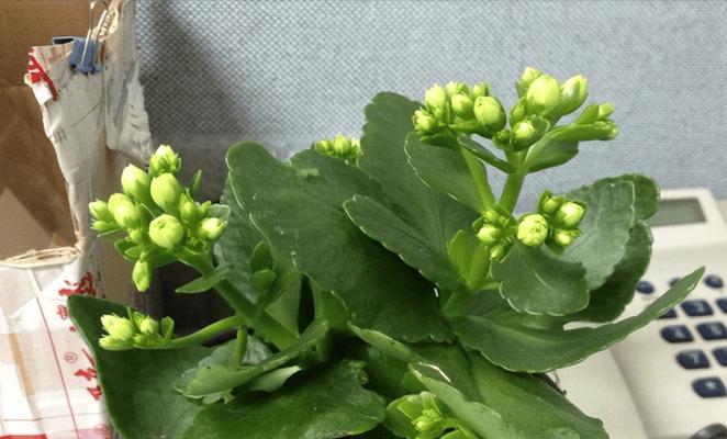 长寿花不开花原因剖析（解决长寿花不开花的技巧和方法）