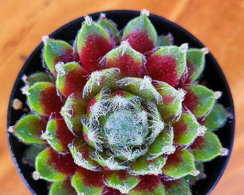 探秘景天科植物的奥秘（从特性到栽培，你想知道的全在这里）