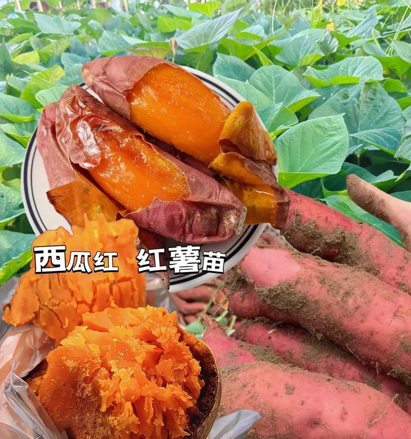 红薯苗种植攻略（掌握种植技巧，丰收不断）