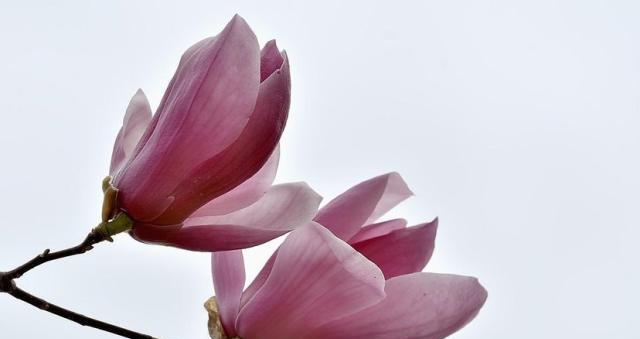 玉兰花和木兰花，是一种花吗？（两种美丽的花，有何异同？）