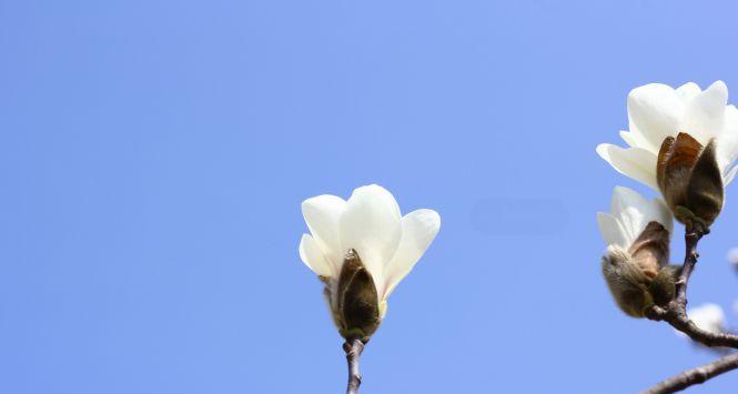 晋江市花白兰花的象征意义（探秘晋江市花的来源和意义）