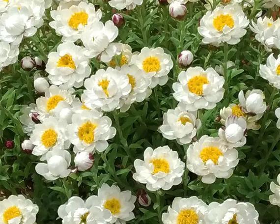 碎纸屑能种花吗？（使用碎纸屑做有机肥料，实现环保种花）