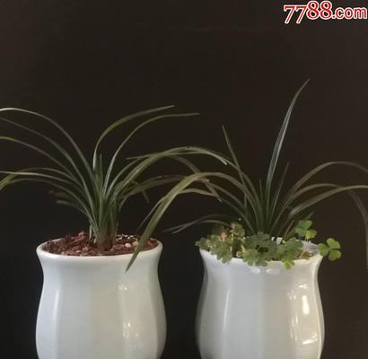 解密神奇的豆青植物（探索豆青的生长习性、营养价值及用途）