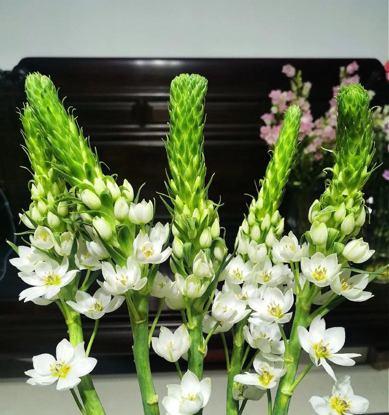 如何醒花百合？（了解百合花的生长周期和醒花技巧）