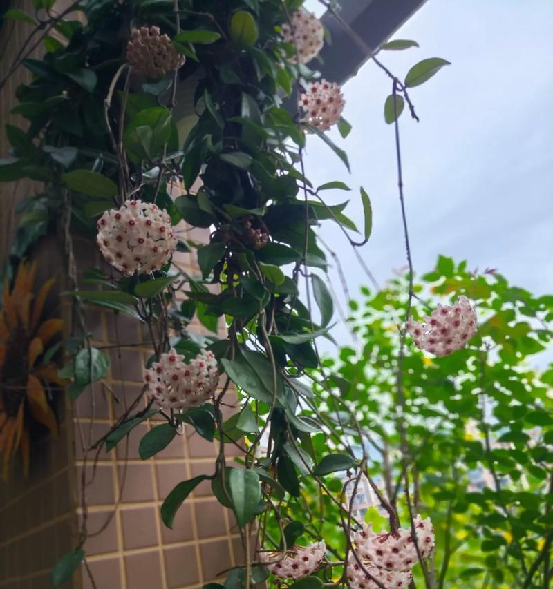 如何让球兰开花更多（球兰的护理技巧和注意事项）