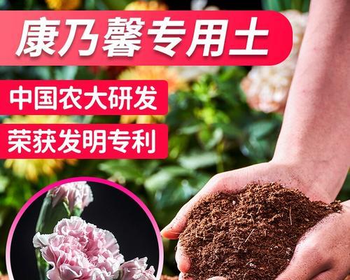 如何种植健康美丽的康乃馨（选择适合康乃馨的土壤和种植技巧）