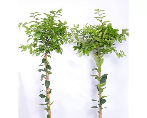 家庭养法，轻松养护香水柠檬（从种植到收割，手把手教你养护香水柠檬）
