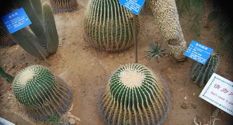 石竹科植物的多样性与特点（探究石竹科植物的种类、分布与特征）