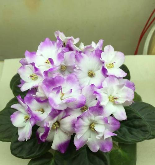 非洲堇不开花的原因与解决方法（解决非洲堇不开花问题，让其健康成长）