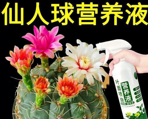 仙人球催花全攻略（让你的仙人球早日绽放，看这里就够了！）