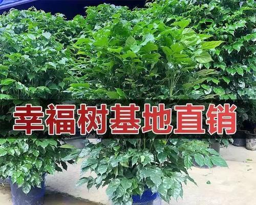平安树的摆放与风水讲究（放在卧室的注意事项及影响）