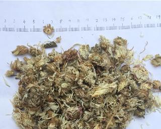 揭秘菊花的神秘原产地（从历史、传说到现实，探寻菊花来自哪里？）