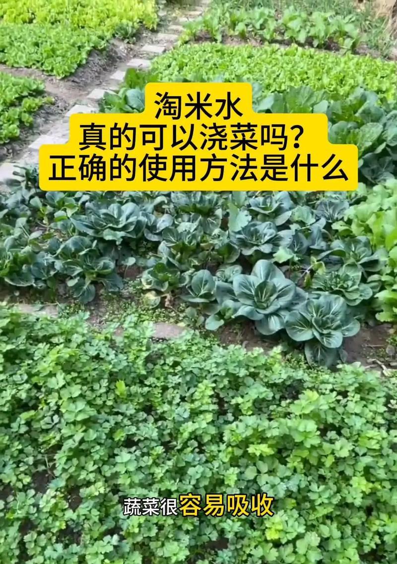 淘米水可以浇花吗？正确方法大揭秘（淘米水的营养价值及使用注意事项）
