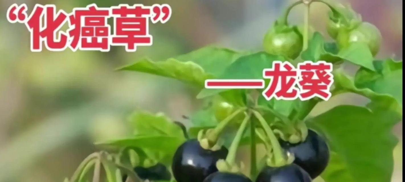 龙葵种植指南（种植技巧、注意事项及收获时间）