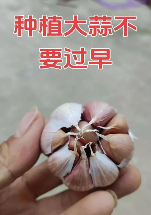 独头蒜种植的时间和方法（一步步教你成功种植独头蒜，让你的农田更丰收）