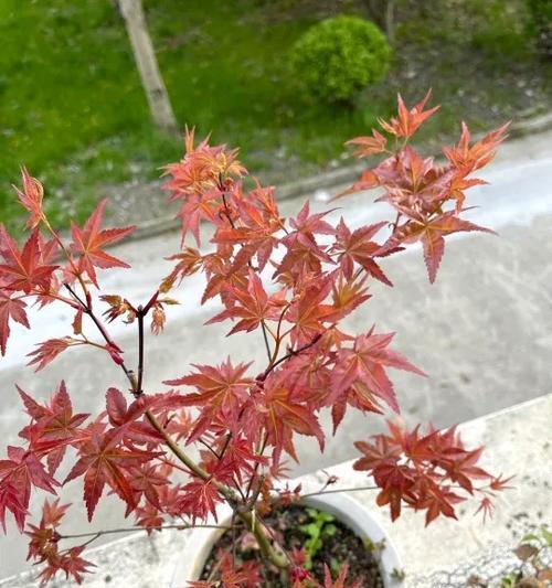 日本红枫的繁殖方法和注意事项（了解这些知识，打造美丽的园林景观）