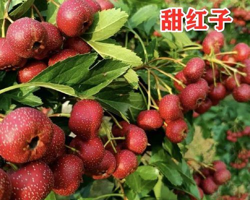 种植山楂树前必须知道的秘密（一棵山楂树能否结果？解密山楂树的关键因素）
