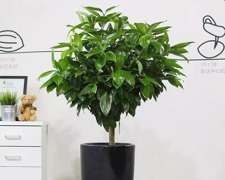 平安树开花预兆详解（掌握这些知识，你也能看懂平安树开花预兆！）