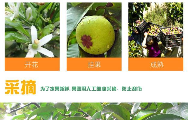 山竹开花结果时间及栽培技巧（了解山竹开花结果时间，打造健康果园）
