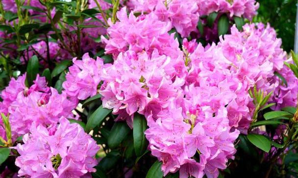 杜鹃盛放的季节（探寻春天的花海）