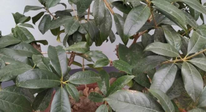 如何科学浇水，让桂花树茁壮生长
