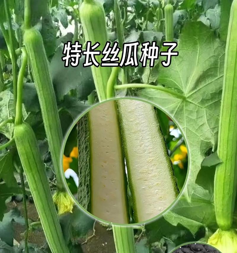 如何科学种植丝瓜？（时间方法一举多得，助你快速拥有好收成）