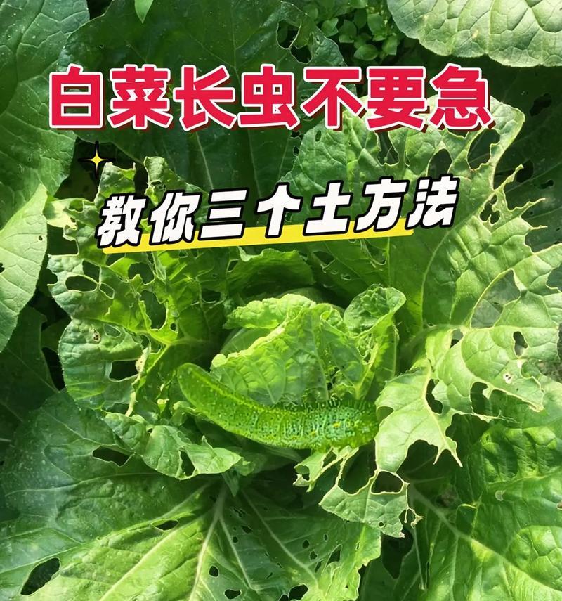 如何消灭白菜长虫（白菜长虫的危害及防治方法）
