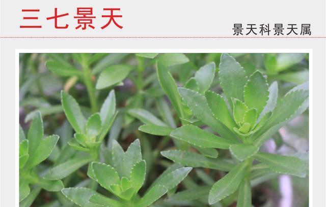景天科花卉——小清新花园的不二选择（探寻景天科花卉的各种品种和种植技巧）
