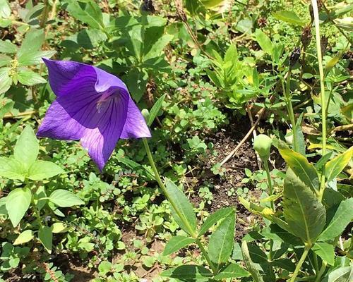 探秘几年生植物——桔梗（从生态习性到药用价值，全面了解桔梗的种种奥秘！）