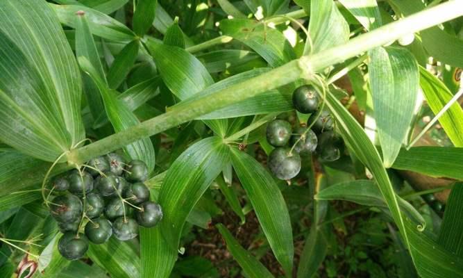 猴面包树块茎繁殖与种植方法（掌握技巧，快速种植繁殖猴面包树）