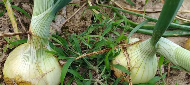 如何科学种植洋葱（洋葱种植时间、方法及注意事项）