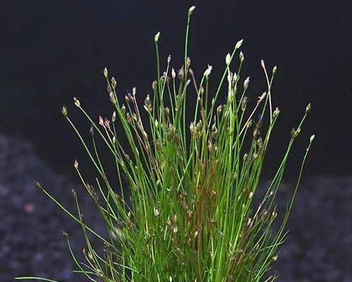 水草开花的寓意与意义（探讨水草开花所蕴含的深层寓意和象征意义）