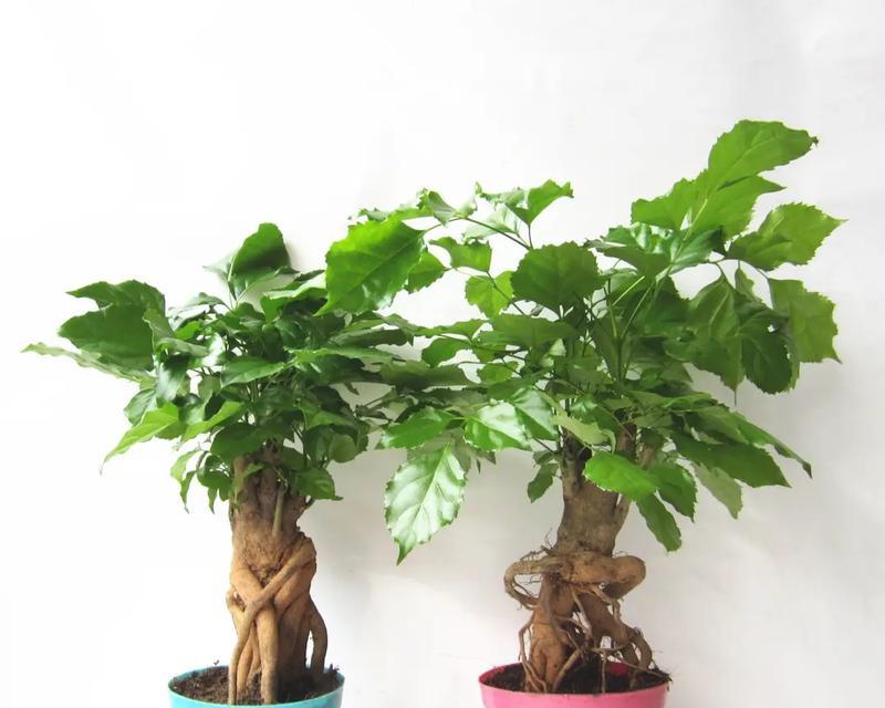 幸福树盆景的养护方法与注意事项（打造一盆健康美丽的幸福树盆景）