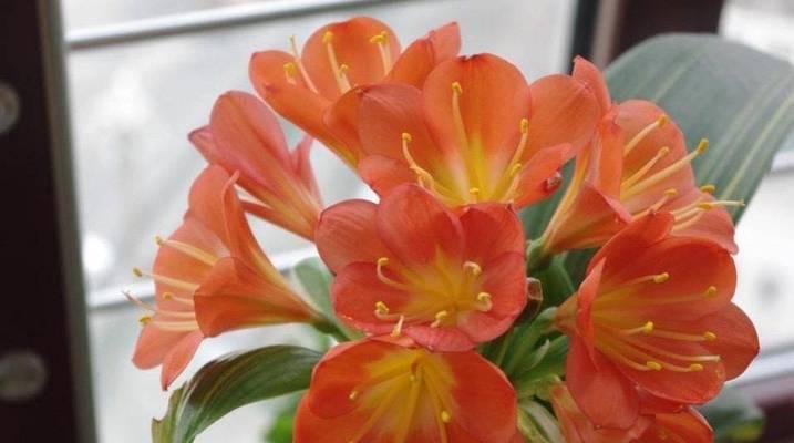 君子兰的开花周期（探究君子兰花期及影响因素）