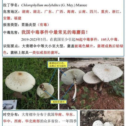揭秘蘑菇的生长周期（蘑菇生长的六个阶段、）