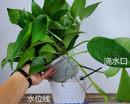 绿萝的养护指南（了解绿萝的生态环境与关键养殖技巧）