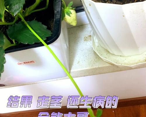 草莓叶子蔫了怎么办？——原因及补救方法详解（从种植到养护，草莓叶子蔫的原因究竟是什么？）