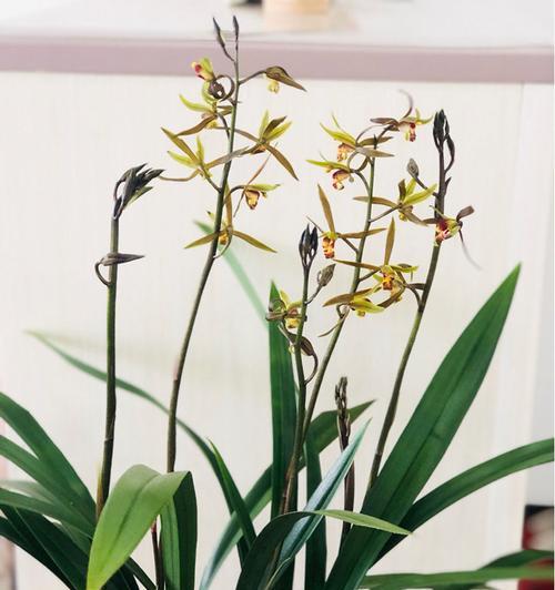 如何快速促进兰花开花？（掌握兰花开花的要领，让你的兰花快速开花）