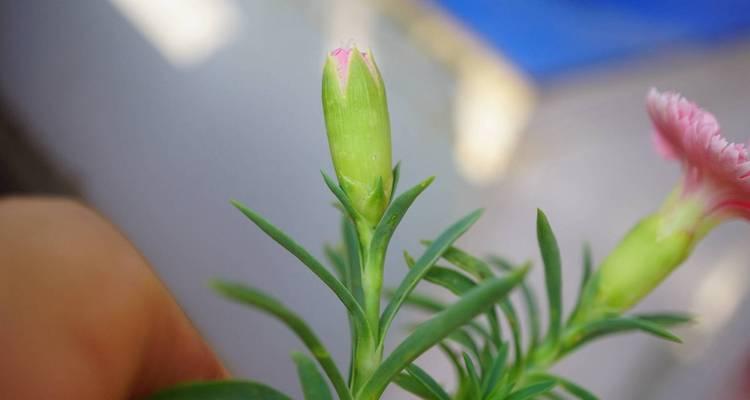 繁殖石竹的方法和注意事项（详细介绍石竹的种植方式和注意点）