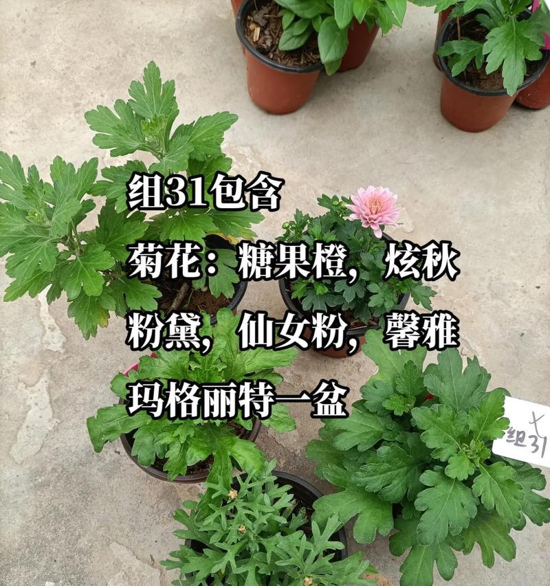 菊花扦插，选择合适的时间最关键（春秋两季扦插，确保成功繁殖）