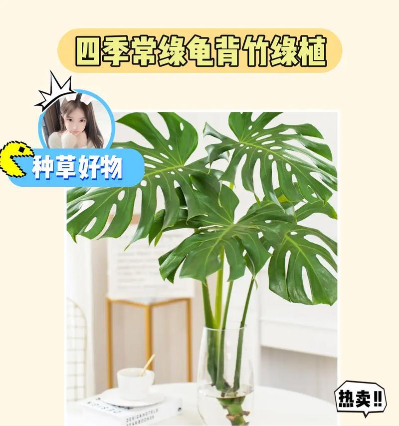如何让水培龟背竹更旺盛（养护技巧和注意事项）