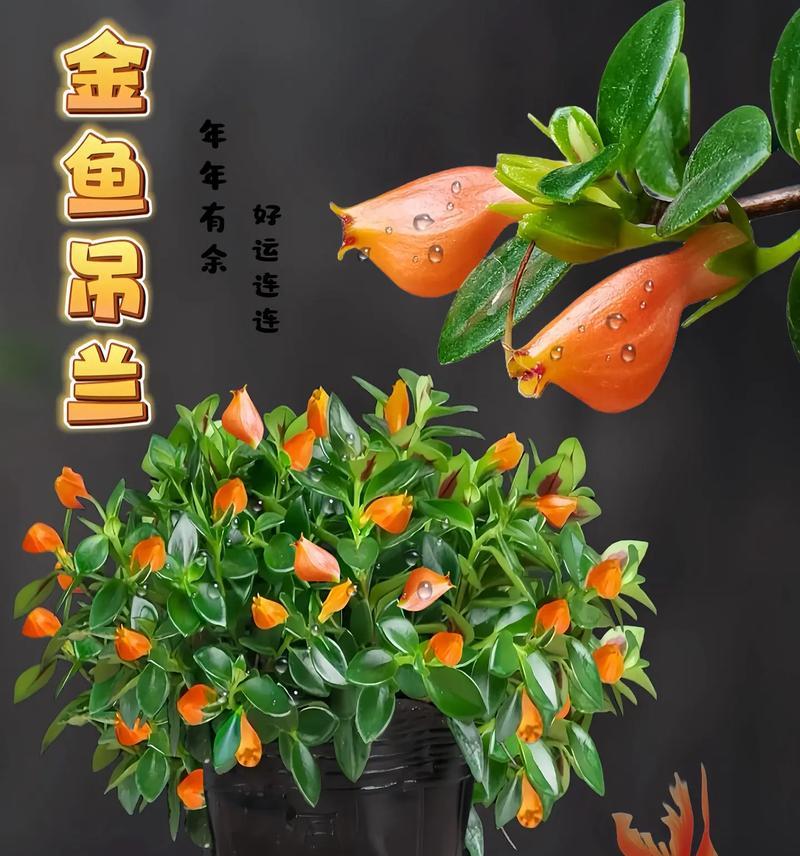 吊兰适合放客厅的10个位置（从阳台到书房，找到最佳位置）