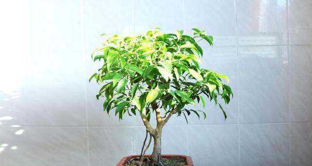 盆景榕树的养殖方法和注意事项（打造一棵生机勃勃的盆景榕树，关注这些细节！）